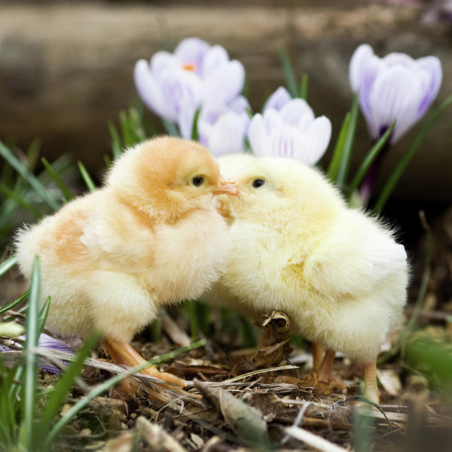 Kissing Animals