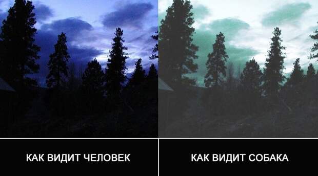Правда ли, что все собаки — дальтоники дальтоники, зрение, правда ли, собаки, цвета