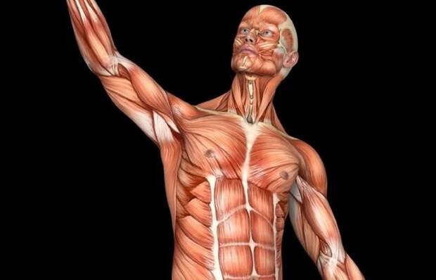 Сколько у человека мышц?