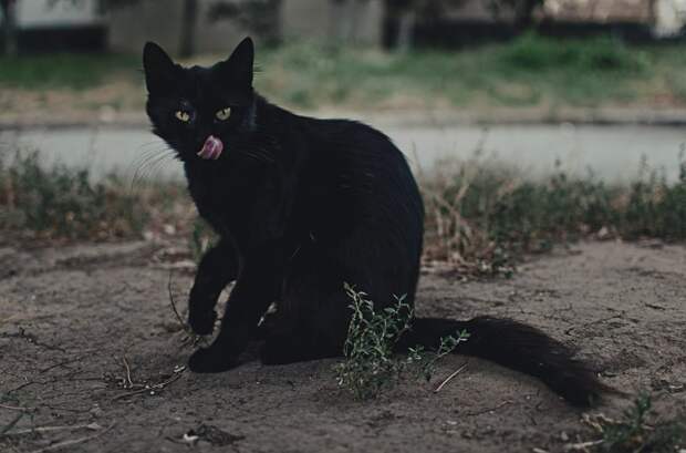 Очень колоритные уличные коты бездомные, город, кот, кошка, улица, уличные кошки, эстетика