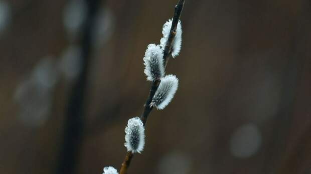 Когда Вербное воскресенье в 2026 году и в чем суть этого праздника?