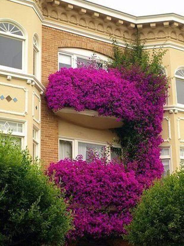 Цветник на балконе.jpg