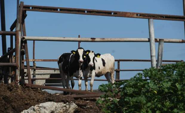 А был ли ящур, неизвестно. Но тысячи разорённых фермеров — факт