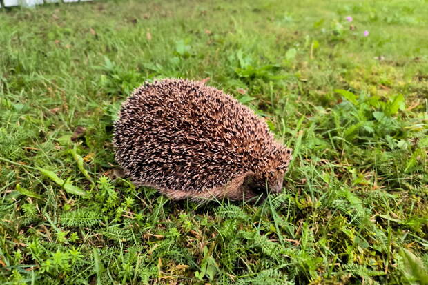 В Подмосковье проснулись опасные животные