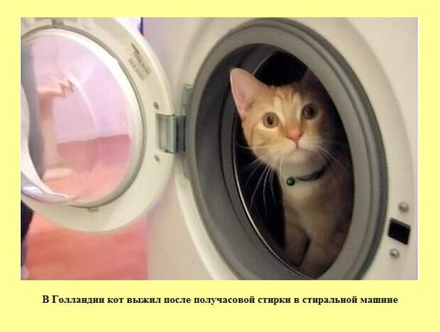Кот в стиральной машине