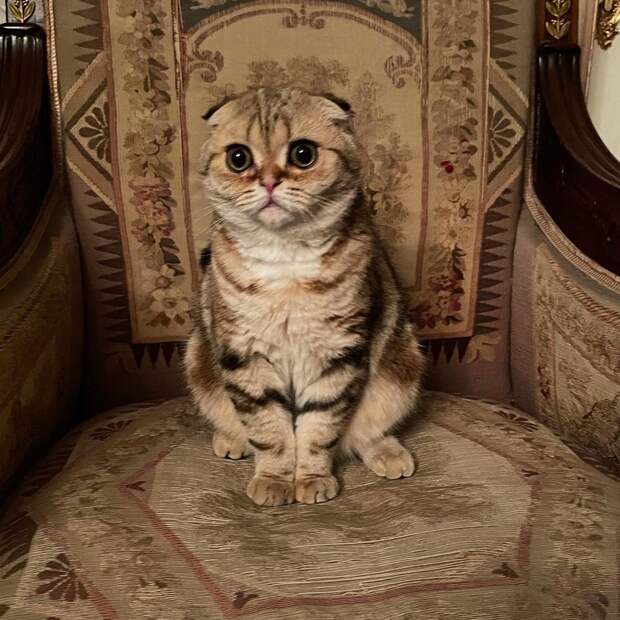 Шанель Николая Баскова