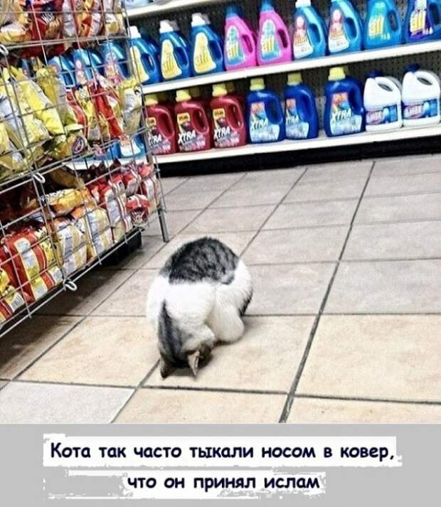 Картинки с надписями, истории и анекдоты