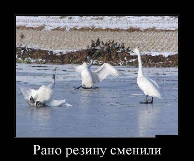 Демотиваторы №1309 (30 фото)