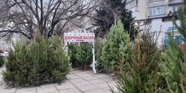 Тайные жильцы: правда ли клещи прячутся в новогодних елках?