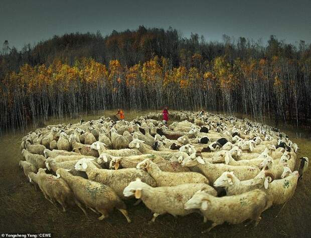 Стадо овец. Шанхай, Китай. Фотограф - Юншэн Ян cewe photo award, красивые фотографии, лучшие фото, лучшие фотографии, номинанты, участники, фотоконкурс, фотоконкурсы. природа