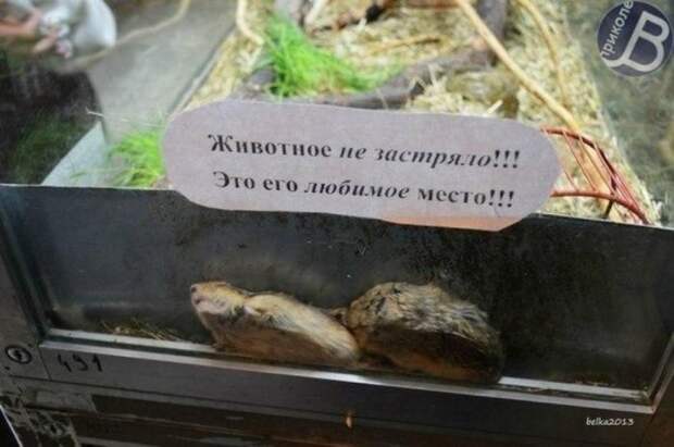 Добро пожаловать в зоопарк! Добро пожаловать в зоопарк!