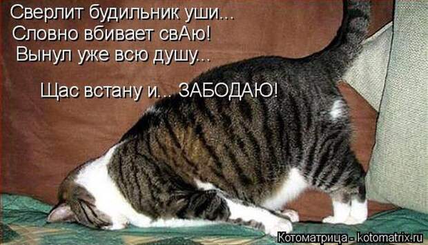 Лучшие котоматрицы недели (50 фото) Лучшие котоматрицы недели (50 фото)