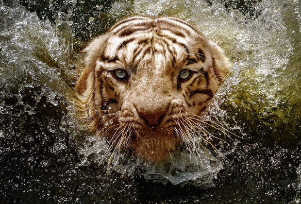 sn_water_face_1.jpg