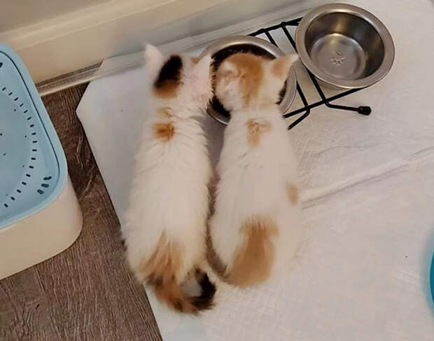 Без кота и жизнь не та