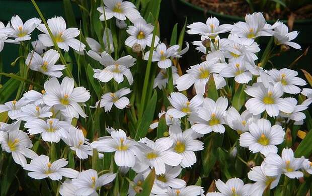 Сисиринхий сорт Iceberg, фото сайта www.knollgardens.co.uk