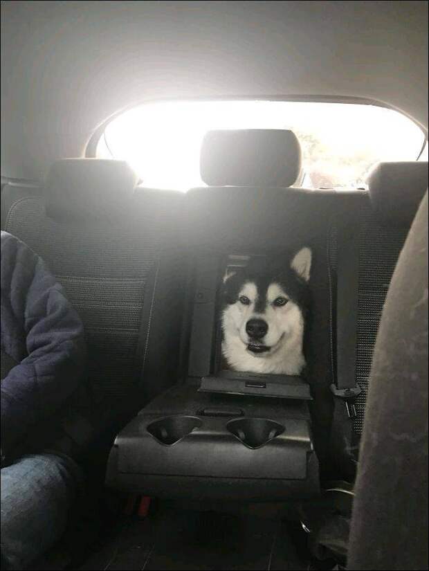 Собака в машине