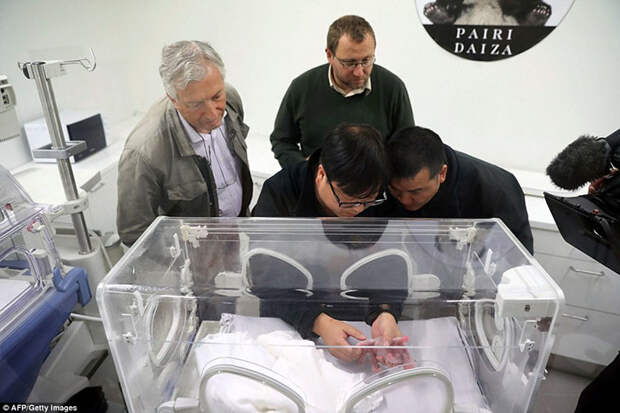 Панда Хао Хао родила крохотного детеныша в бельгийском зоопарке животные, панды