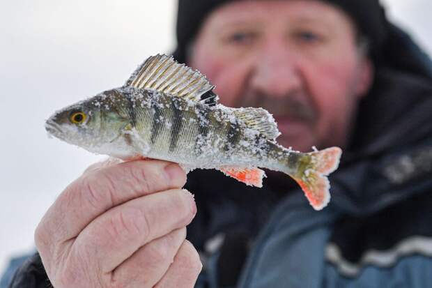 Биолог Глазков: щуку и окуня можно поймать в Москве-реке