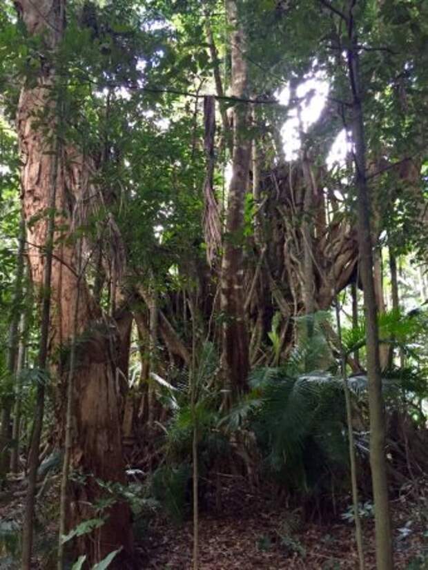 A giant fig tree in a rainforest.