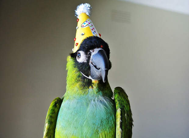 pets-that-have-better-birthday-parties-than-you-51-570e16cebad3c__700