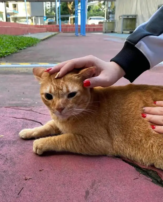 Рыжий котик, который пришел на вакцинацию, стал новым мемом