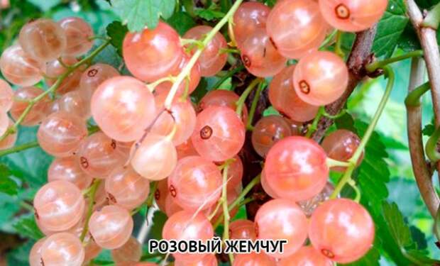 смородина белая Розовый жемчуг