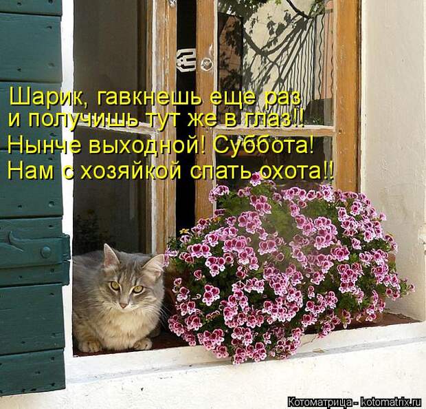 Котоматрица: Шарик, гавкнешь еще раз и получишь тут же в глаз!! Нынче выходной! Суббота! Нам с хозяйкой спать охота!!
