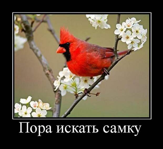 Забавные демотиваторы на утро (11 фото) Забавные демотиваторы на утро (11 фото)