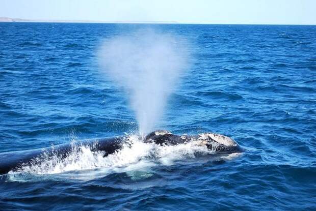 Сколько весит синий кит? Сколько он может не дышать? описание