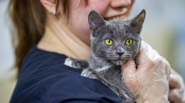 "Моспитомец": как цифровой сервис соединяет сердца людей и животных