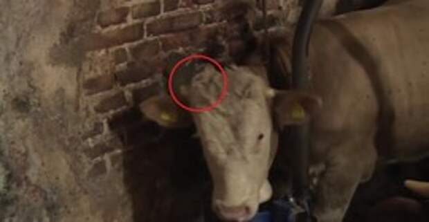 Они спасли этого быка от жестокого обращения. От реакции животного на доброту слёзы ручьем...