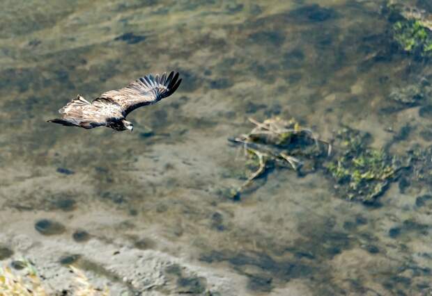 Орел спас российского штурмовика от дрона ВСУ