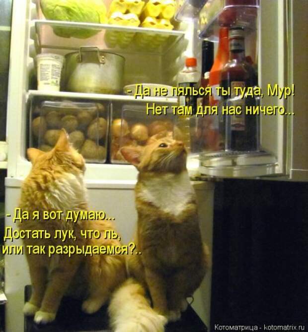 Новая котоматрица (36 фото)