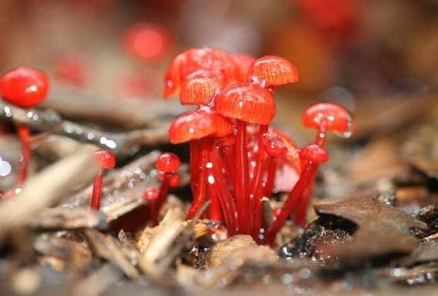 5. Mycena Viscidocruenta грибы, факты, это интересно