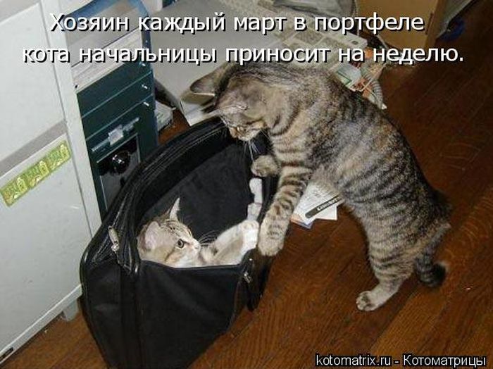 Лучшие котоматрицы недели (50 фото)