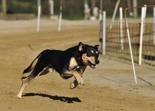 В Брянске с комитета ЖКХ взыскали за укусы собак детей 120 тыс. рублей