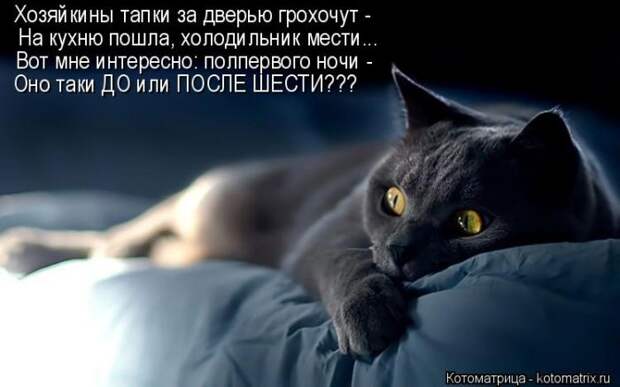 Лучшие котоматрицы недели (50 фото)