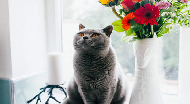 Коты-долгожители: 10 пород, которые могут прожить долгую жизнь Коты-долгожители: 10 пород, которые могут прожить долгую жизнь