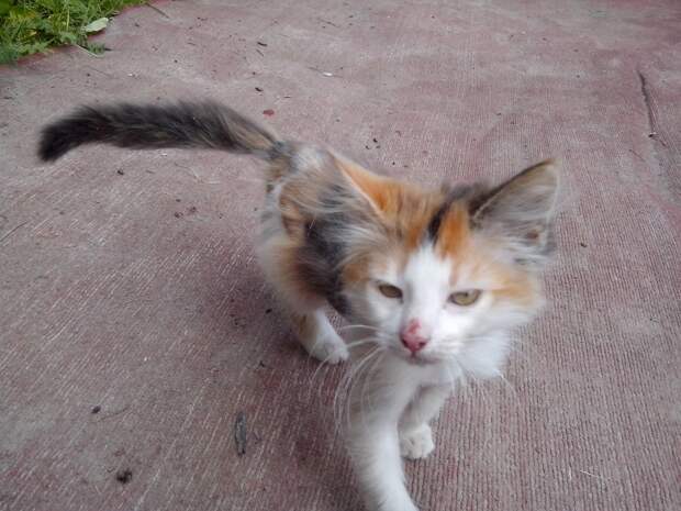 котенок