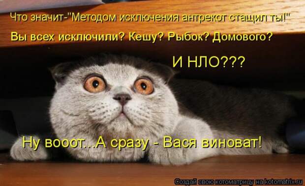 Лучшие котоматрицы недели (50 фото)