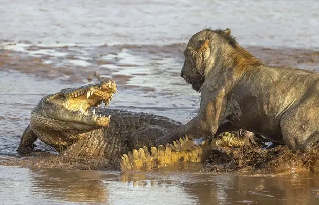 львы и крокодилы на охоте