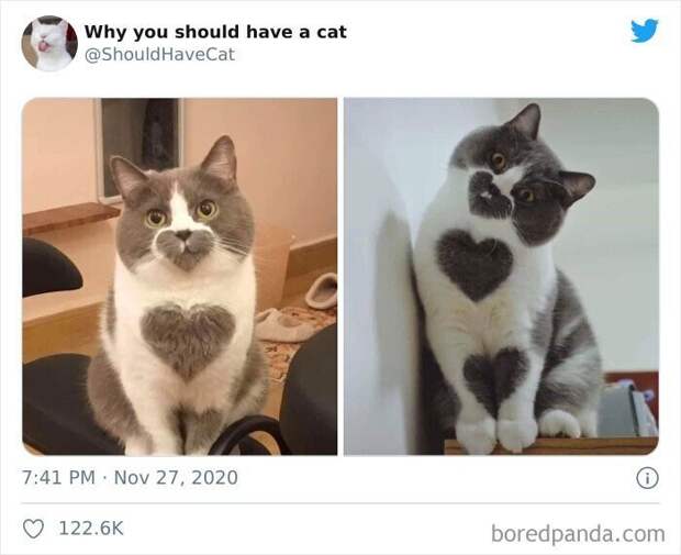 Как котики проникают в наши сердца Как котики проникают в наши сердца