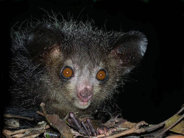 Мадагаскарская руконожка, или ай-ай (Daubentonia madagascariensis). В интернете часто можно встретить фотографии этого млекопитающего, представителя единственного вида семейства руконожковых (Daubentoniidae) из отряда полуобезьян. Из-за своеобразной офрмы зубов этого мадагаскарского чертенка долгое время относили к грызунам, но потом биологи пришли к заключению, что это отдельный вид лемуров