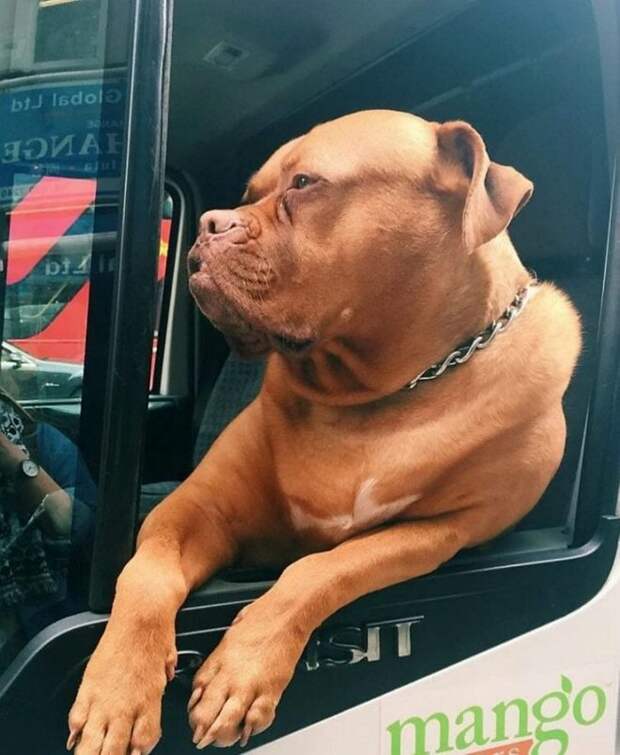 собака в машине