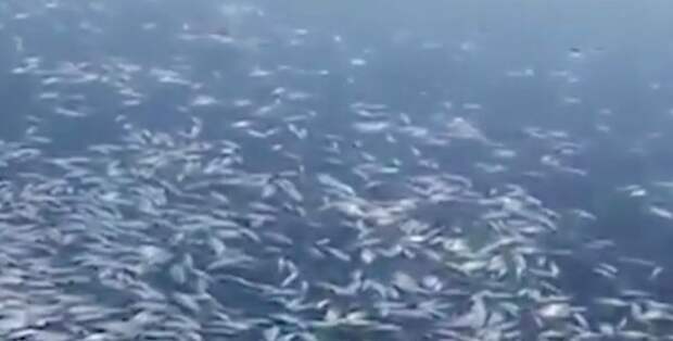 В азовском лимане выявили массовую гибель рыбы