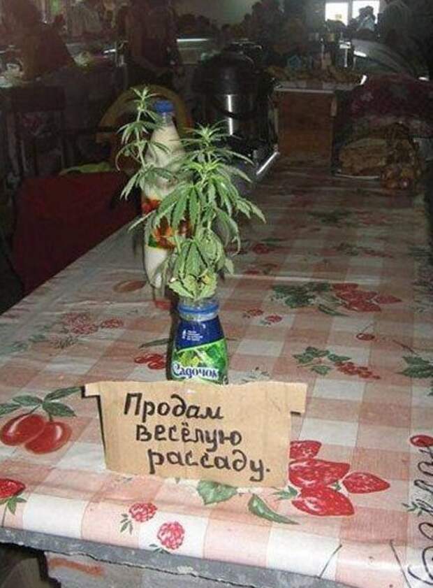 Скоро веселиться будешь в другом месте) Скоро веселиться будешь в другом месте) жизненно, прикол, рассада