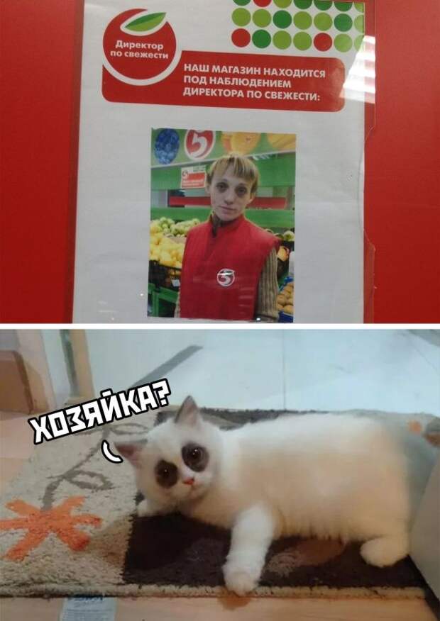 kartinok-prikolnyh-podborka-kartinki-smeshnye-kartinki-fotoprikoly
