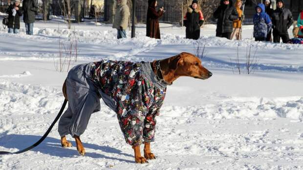 В России утвердили первый ГОСТ для площадок выгула и дрессировки собак