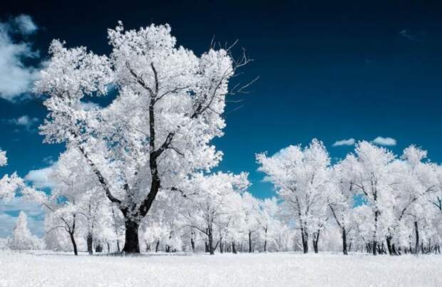 Фотоконкурс National Geographic Россия: Леса Фотоконкурс National Geographic Россия: Леса