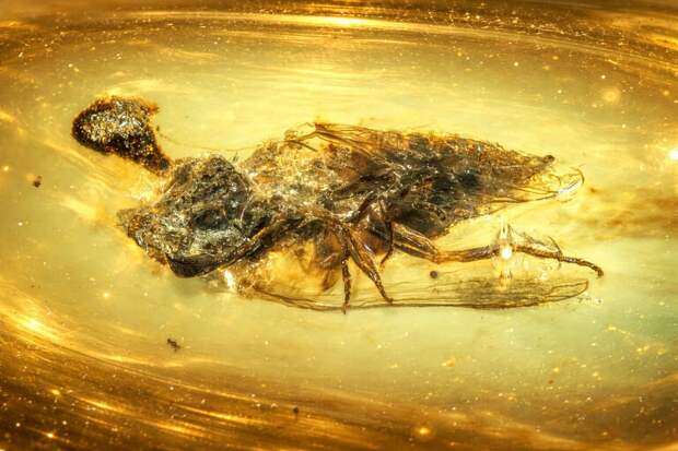 В янтаре найдено древнее насекомое с грибом, растущим из головы